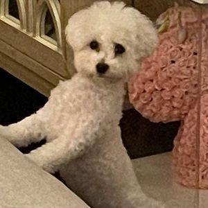 Meet your Posher, Zoe